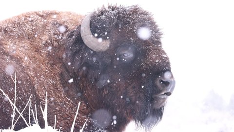 High key buffalo bull in winter during snowstorm slow motion