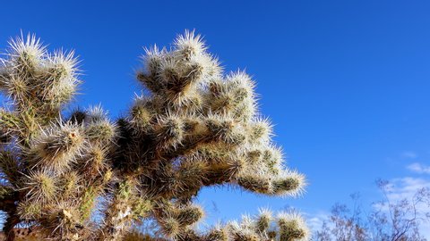 Silver cholla (Cylindropuntia echinocarpas) in Cholla Cactus Garden, Joshua Tree National Park, California USA