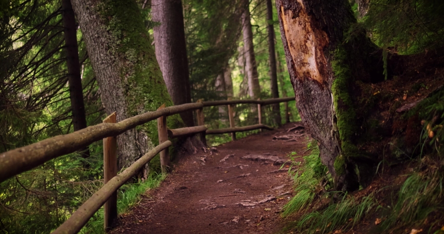 hiking forest trail in mossy woods