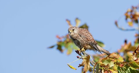 Close up of a common kestrel perched in a tree against blue sky, England.