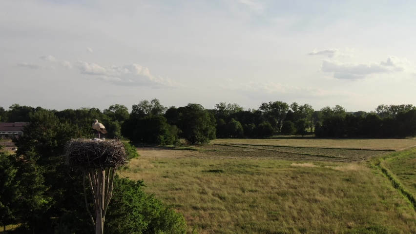 Stork in nest with kids over field