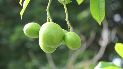Cerbera odollam (also called pong pong tree, Cerbera manghas, sea mango, bintaro) on the tree. The leaves and the fruits containt poison. People used the sap of the tree as a poison for animal hunting