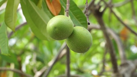 Cerbera odollam (also called pong pong tree, Cerbera manghas, sea mango, bintaro) on the tree. The leaves and the fruits containt poison. People used the sap of the tree as a poison for animal hunting