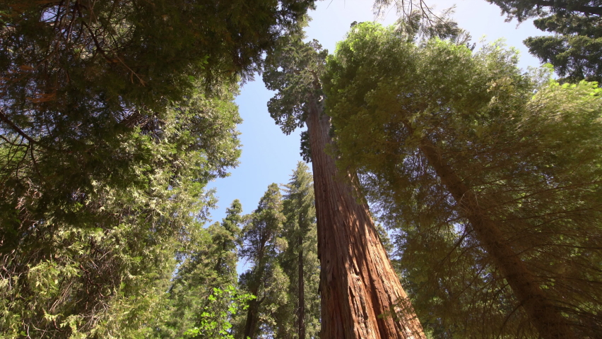 General Grant Tree In Sequoia And Kings Canyon National Park