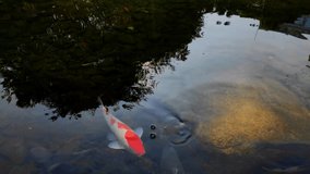 Video of colorful koi fish swimming in the fish pond