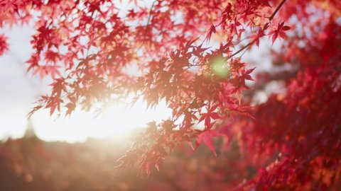 maple leaves, also known as momiji, during fall in Japan