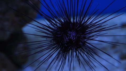Black longspine urchin or Long-spined sea urchin (Diadema setosum) sits on glass wall of fish tank and moves spines in dark blue water. 4K resolution video. Fish keeping theme.