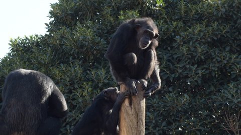 Chimpanzee gesturing in a tree in a zoo natural park - Pan troglodytes