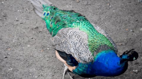 Peacock, or Indian peacock (Latin: Pavo cristatus). A characteristic feature of the male is the strong development of upper coverts, which are mistaken for a tail.