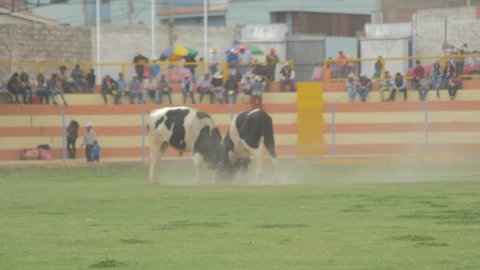 Bulls fighting in Arequipa, Perú
