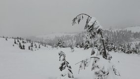 Snow falls on the empty freeride hill. White powder in mountains. Aerial video from the drone. Ski slope and new year atmosphere. Snowy winter forest, ski resort clouds on the horizon.