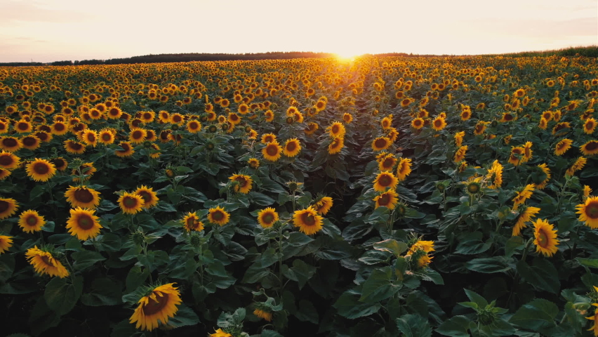 Sunflowers field on sunset. Harvesting Sunflower Seeds in agriculture. Aerial view of yellow flowers on summer sun is harvesting sunflower seeds in autumn harvest season. Gardening and farming. Royalty-Free Stock Footage #1084685398