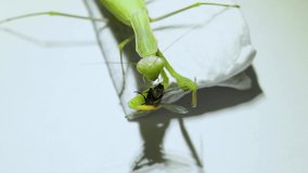 Ordinary mantis (lat. Mantis religiosa) eats flies.