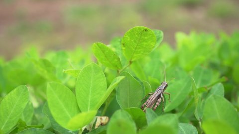 Close up photo of grasshopper over the green leaves on the mountain when spring season. Dramatic and nature scene for transition shot film, traveler and holiday destination. 