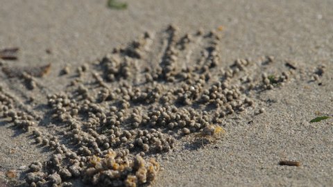 Little crab rolls balls from sand on a sea beach. Skittish crab rolls balls of sand close up