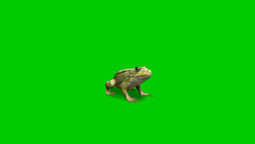 The frog is still silent on the screen with a green screen background video resolution 4K resolution Royalty-Free Stock Footage #1084696429