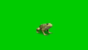 The frog is still silent on the screen with a green screen background video resolution 4K resolution