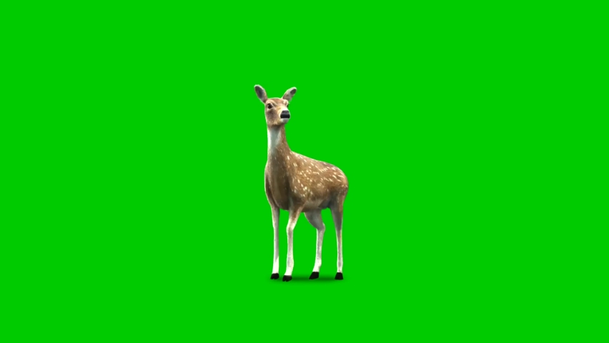 The young deer is silent again monitoring the situation on the screen against a green screen background 4K video resolution Royalty-Free Stock Footage #1084696453