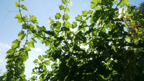 Wine tendrils and leaves in the wind during summer time. Sun is shining through the leaves.