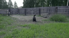 Angry black dog on a chain, barking, angry, drone video
