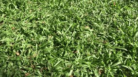 tropical green grass in the sun 4k video