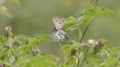 Marbled White Butterflies ( Melanargia galathea ) mating 