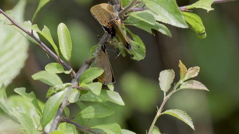 Black Hairstreak Butterflies Mating With Another Male Interloping