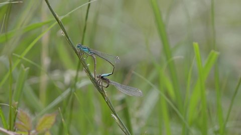 Common Blue Damselflies Mating on a Grass Stem