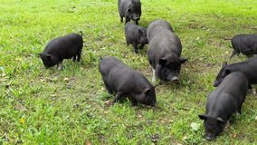 Funny black pig walkin on green grass. Animal family on farm. Nature background. Adult and kid pet portrait. Altai mountain region. Russian Siberia. Slow video
