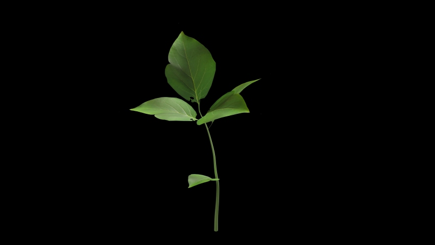 Plant growing time lapse illustration chroma key matte 4k Royalty-Free Stock Footage #1084707685