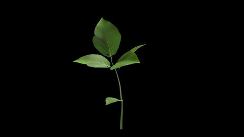 Plant growing time lapse illustration chroma key matte 4k