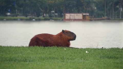 Capybara Sitting On The Grass Near A Small Lake