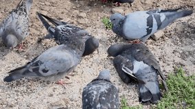 Blue pigeons eat cereals on stony soil. Video.