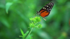Beautiful Butterfly Sitting on a Green Stem of the Flower and Swaying in the Wind. Close-Up View. High Quality 4K UHD 2160p Video Resolution