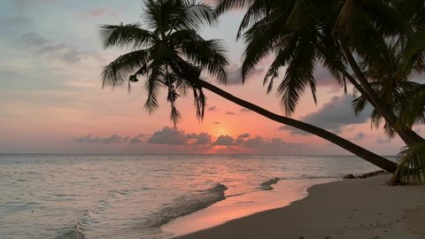 Palm tree silhouette on sandy beach washed by ocean waves against clouds floating on blue sky at pink sunset slow motion