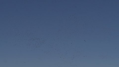 Sandhill Crane Flock Many Flocks of Cranes Flying Circling Calling Overhead