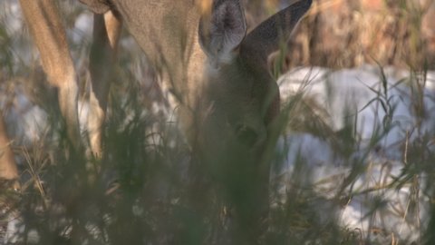 White-tailed Deer Doe Eating Feeding Foraging Winter Closeup Ground Level