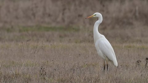 Great Egret (Ardea alba), also known as the Common Egret, Large Egret, Great White Egret or Great White Heron standing in winter field and watching for prey.