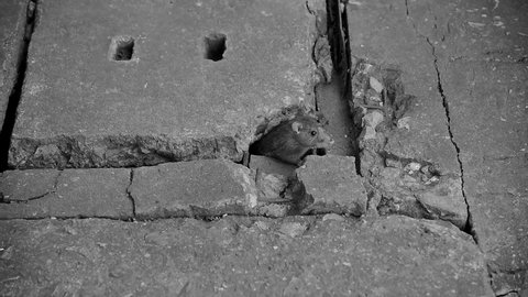 Community mouse in the aqueduct are live in the big city.