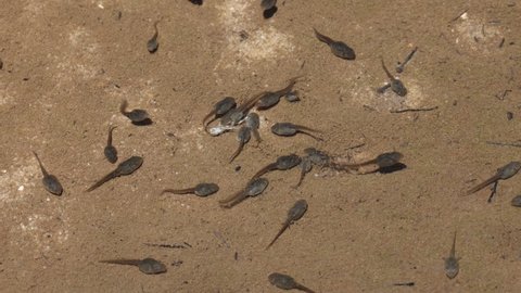 Tadpoles feeding on dead frog in a drying out pool