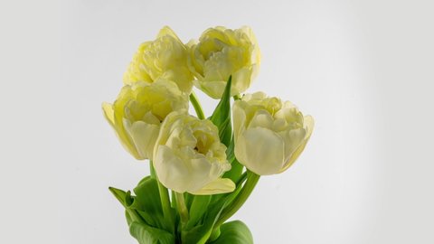 Tulips. Time lapse of white tulips flower blooming, isolated on white background. Timelapse tulip bunch of spring Easter flowers opening, close-up. Holiday bouquet. 4K UHD video.