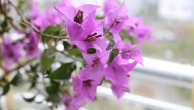 Purple bougainvillea plant and flowers on the branch in front of the window
