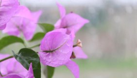 Purple bougainvillea plant and flowers on the branch in front of the window
