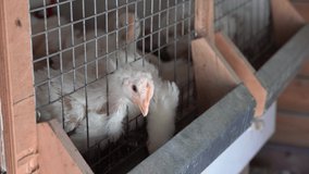 little Chickens eating behind bars animal prison in the farm chicken coop henhouse roost hencoop . High quality video With original sound