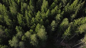 Aerial view of forest at sunset. Drone shot flying over spruce conifer treetops, nature background footage in 4K resolution.