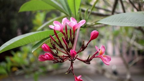 Magenta or pink frangipani flower or plumeria is a group of plants in the genus Plumeria, ornamental flowers in the garden, beautiful pink flowers, good footage for nature film