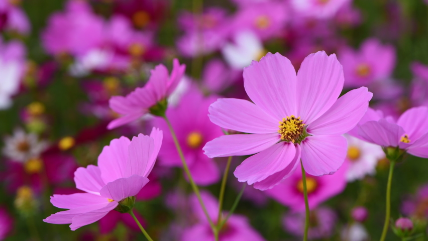 beautiful pink cosmos flower in cosmos field swaying in the wind Royalty-Free Stock Footage #1084727773
