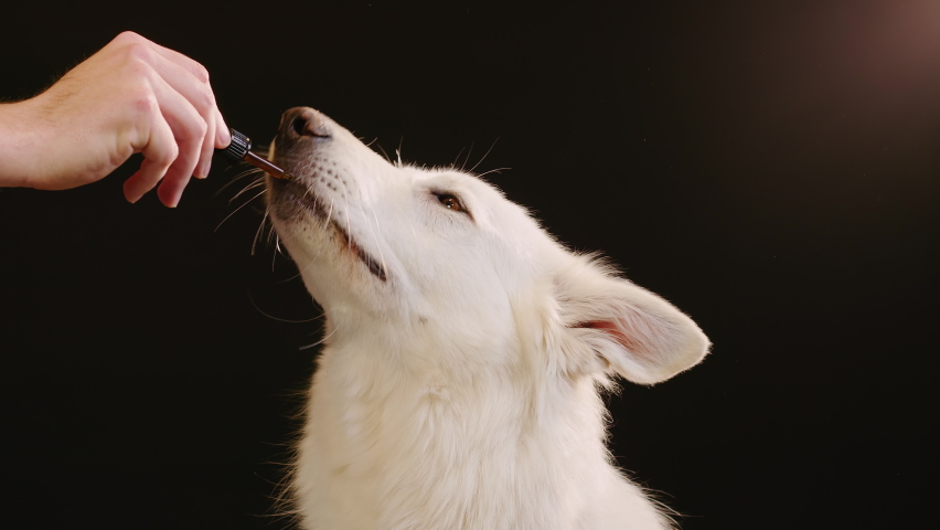 Close up shot of a dog licking a dropper filled with CBD oil. CBD Oil and hemp oil deliver plenty of medicinal benefits for pets. Royalty-Free Stock Footage #1084729462