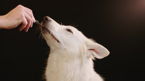 Close up shot of a dog licking a dropper filled with CBD oil. CBD Oil and hemp oil deliver plenty of medicinal benefits for pets.