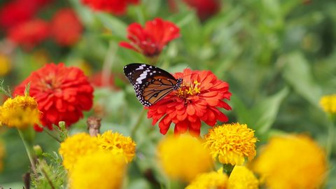 This video shows a Common Tiger butterfly (Danaus chrysippus) is eating flower nectar and pollinating on a garden of  yellow marigold and red zinnia.